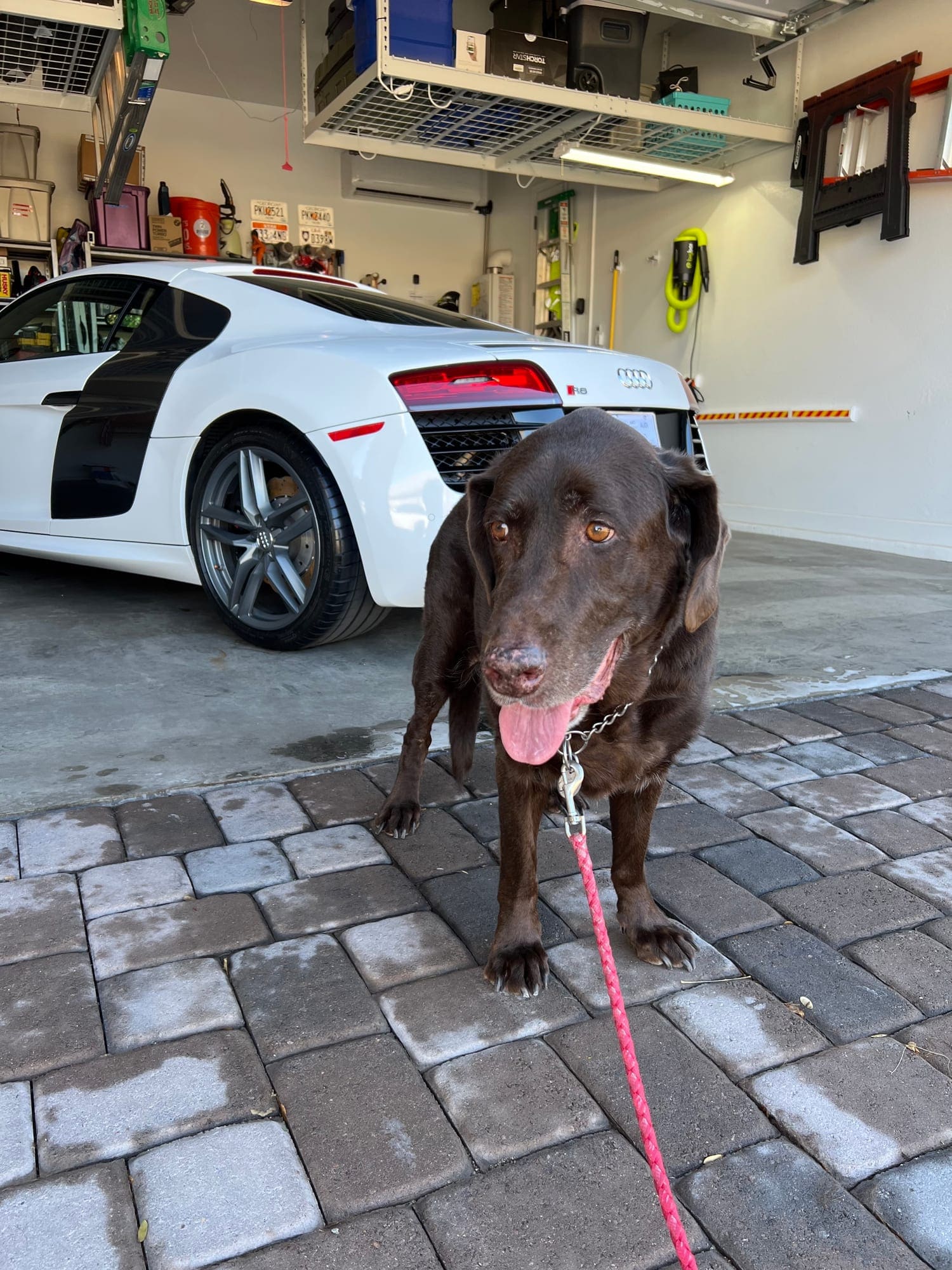 The rear of a white Audi R8 with foam on the taillight, and a chocolate Labrador watching